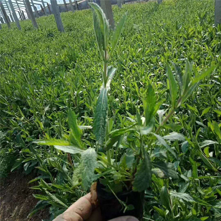 销量好马鞭草 大量供应马鞭草 马鞭草培育基地