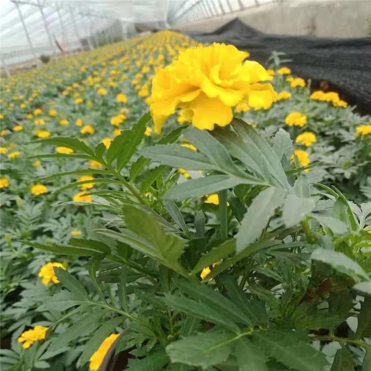 孔雀草花苗报价 种植孔雀草 河南孔雀草 基地出售孔雀草