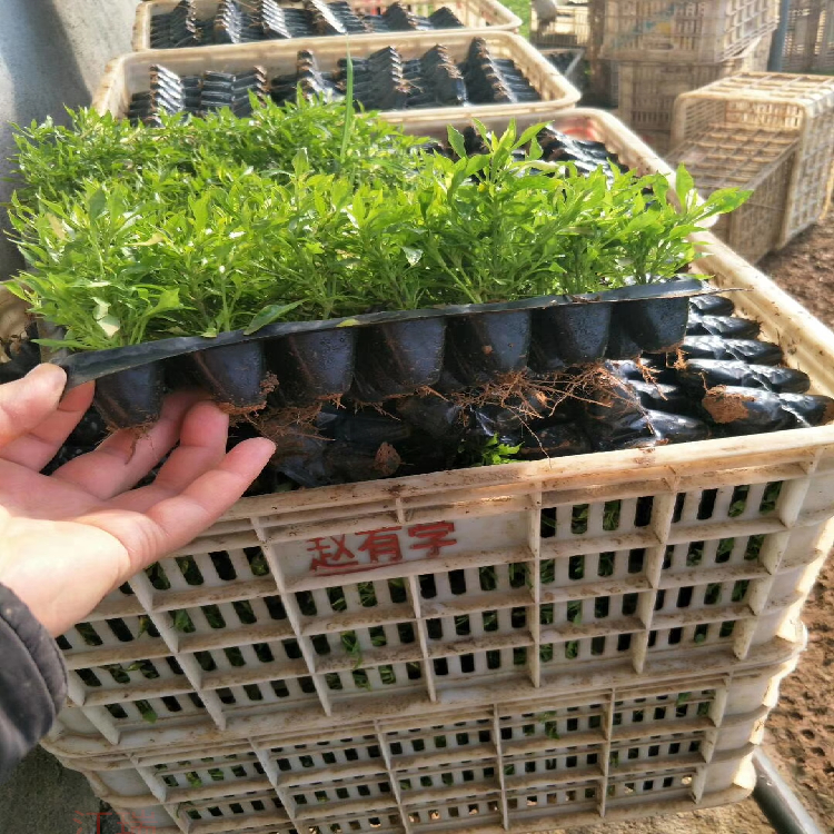 多色造型五色草 浙江五色草现货供应 江瑞