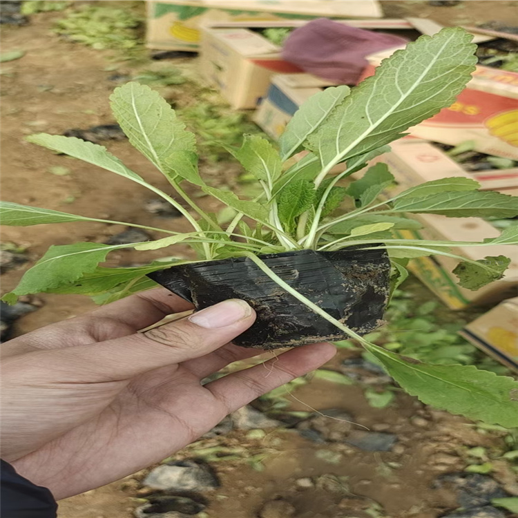 河南蓝花鼠尾草 自家种种植兰花鼠尾草 江瑞花卉