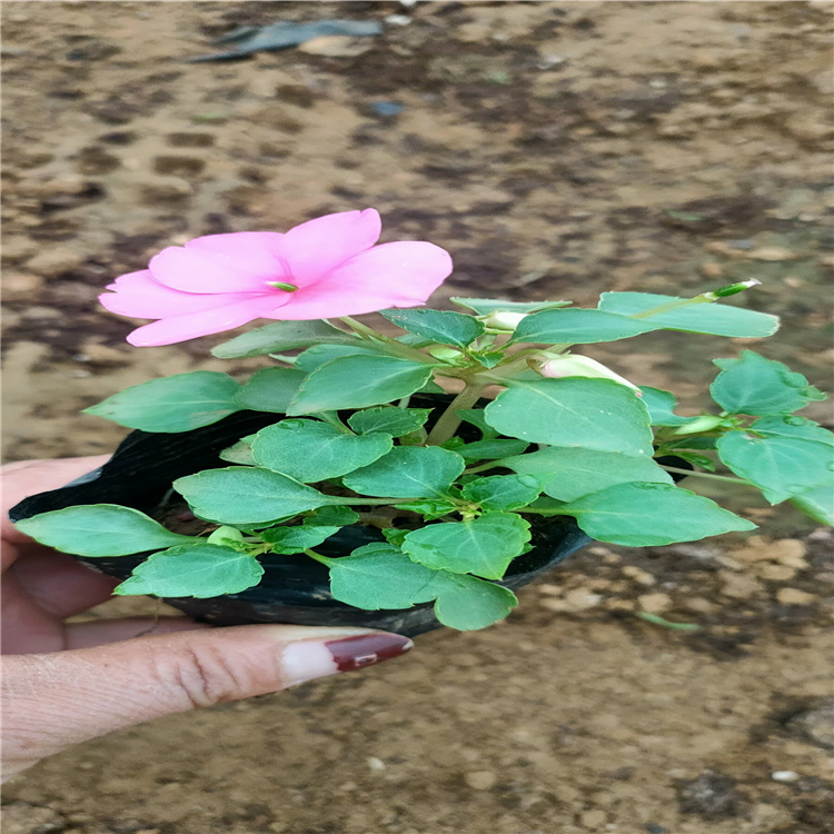 混色非洲凤仙供应 花境花卉非洲凤仙 河北非洲凤仙供应