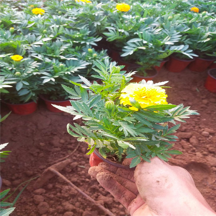 河南孔雀草批发 多色孔雀草供应 江瑞草花 成活高 好种植