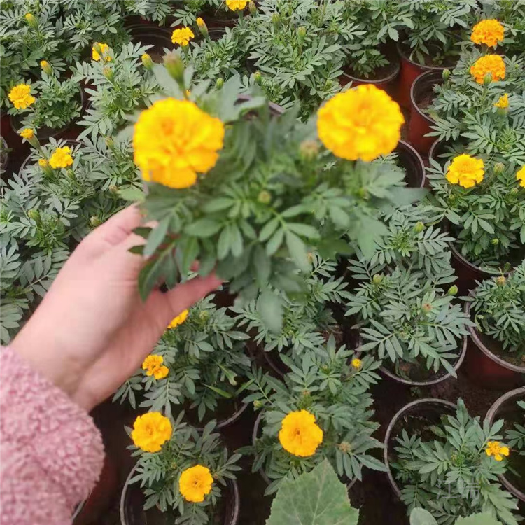 好种植的盆栽孔雀草 北京孔雀草 组摆用苗孔雀草