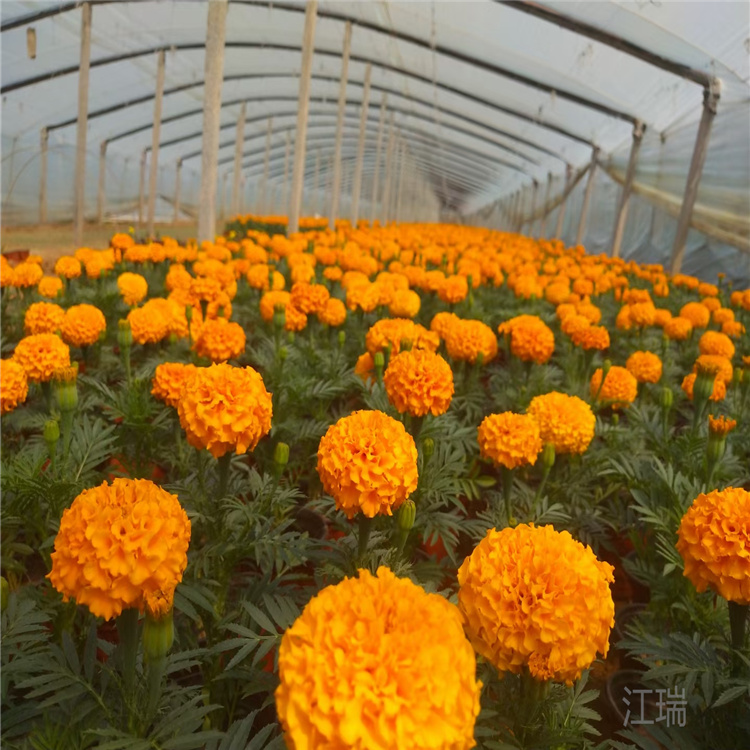 上海万寿菊厂家 苗圃万寿菊直销 订购万寿菊找江瑞 质优价廉成活高