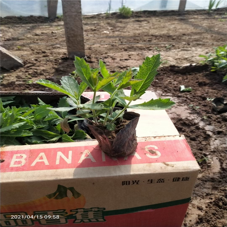 花海新品桑托斯马鞭草 江瑞花卉 桑托斯马鞭草种植方法