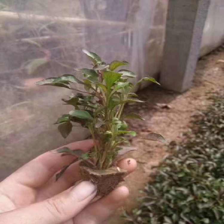 河南造型五色草供应 穴盘盆栽五色草 好管理成活高
