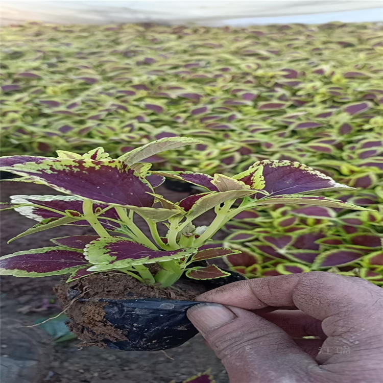 进口彩叶草出售 北京彩叶草供应 棚内种植彩叶草 江瑞