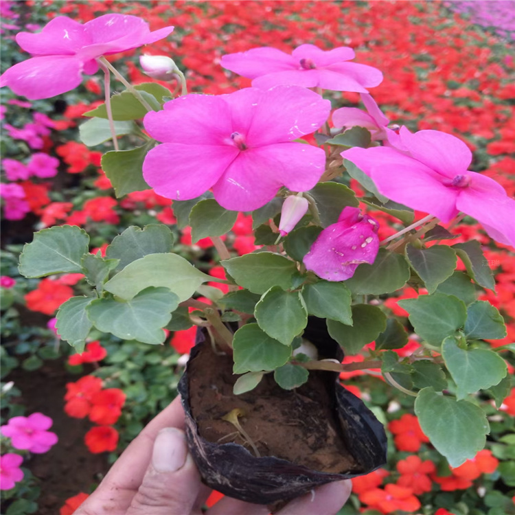 河南非洲凤仙 组摆花卉非洲凤仙 自家种种植非洲凤仙 无差价