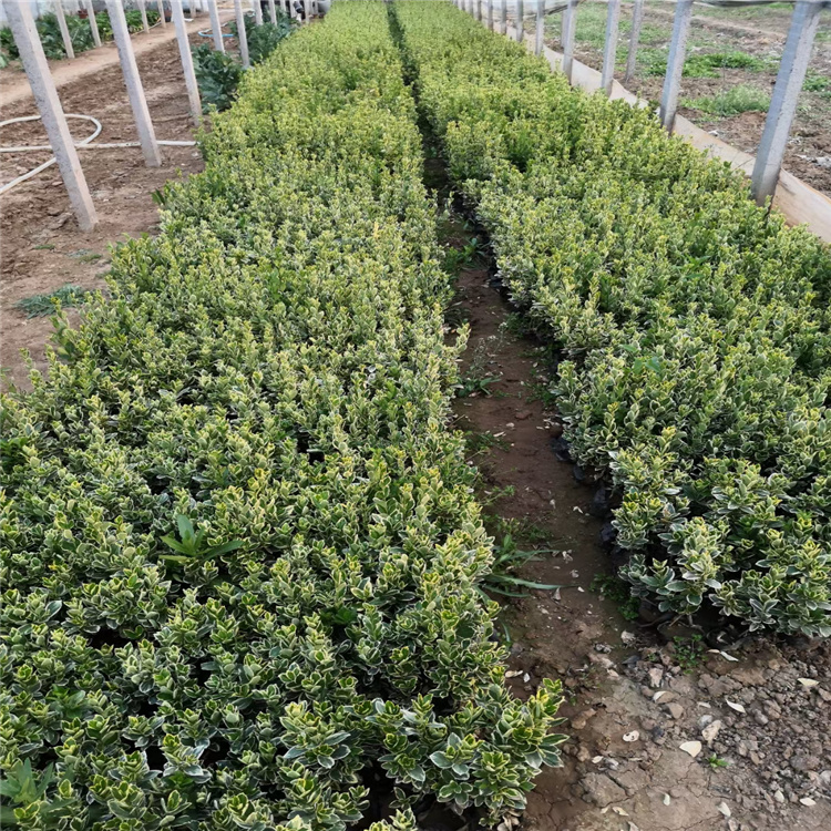 自家苗圃供应金边冬青 多分枝金边冬青现货供应 质优价廉