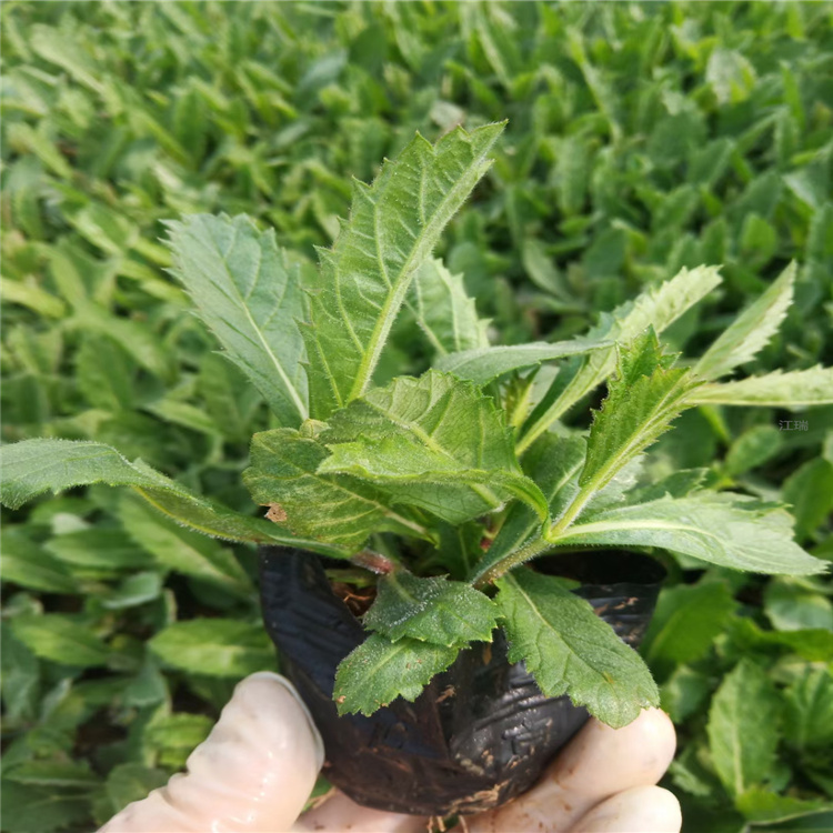 北京桑托斯马鞭草基地 矮化马鞭草批发 自家种植的花海花卉马鞭草