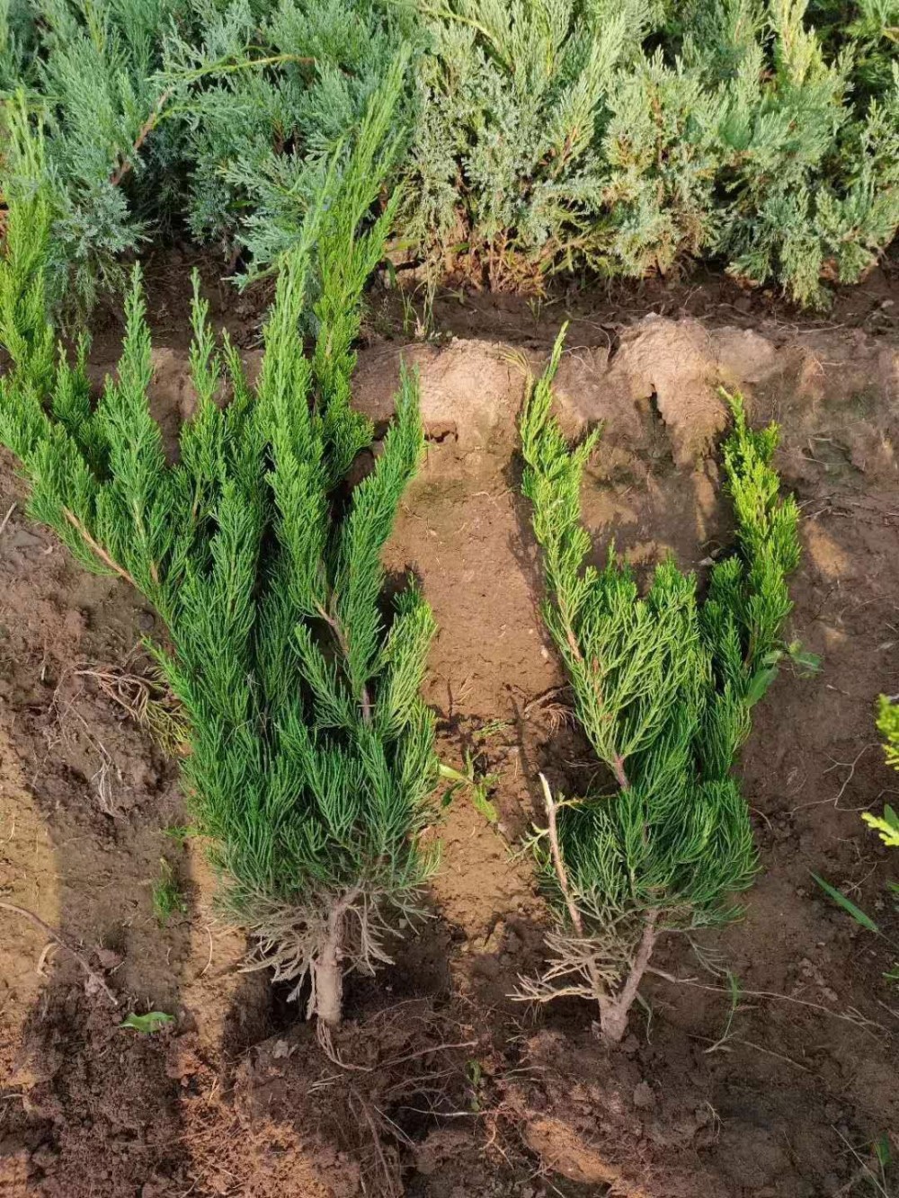 冠森  小龙柏地栽苗  公园篱笆栽种