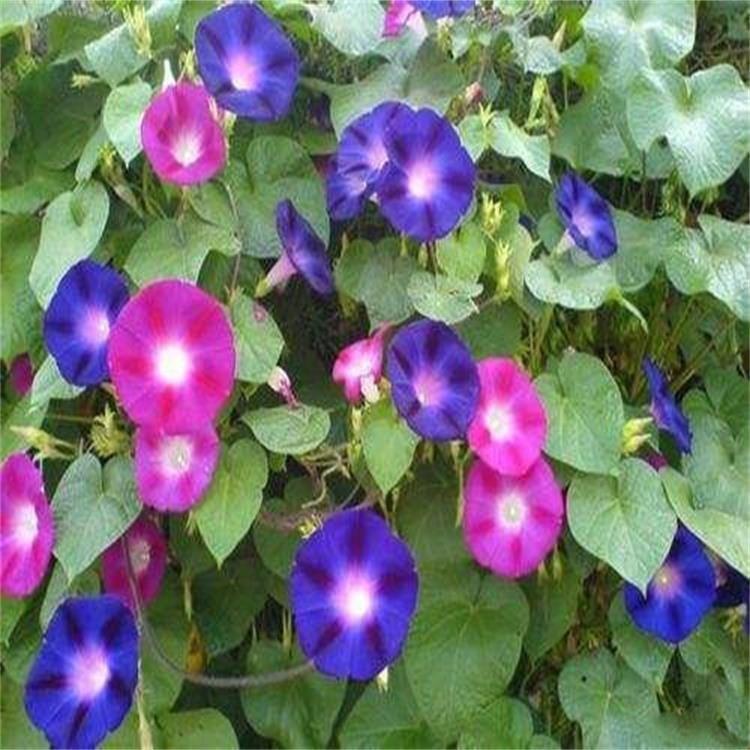 茂刚   矮牵牛盆花  移栽易成活