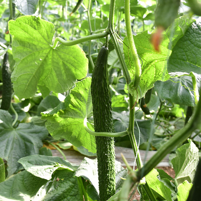 立即询价 联系企业 温室大棚大黄瓜种苗抗死棵温室大棚大黄瓜种苗 0 65 0 6 0 5 1000棵起订 5000棵起订 棵起订 品牌 寿宏农业 供货总量 棵 发货期限 付款成功后3天内安排发货 产品信息 等级 一级品种纯度 98 Space 寿光市寿宏农业