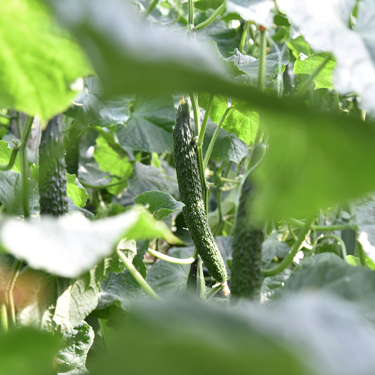温室种植绿皮密刺黄瓜苗量大价优    温室种植绿皮密刺黄瓜苗