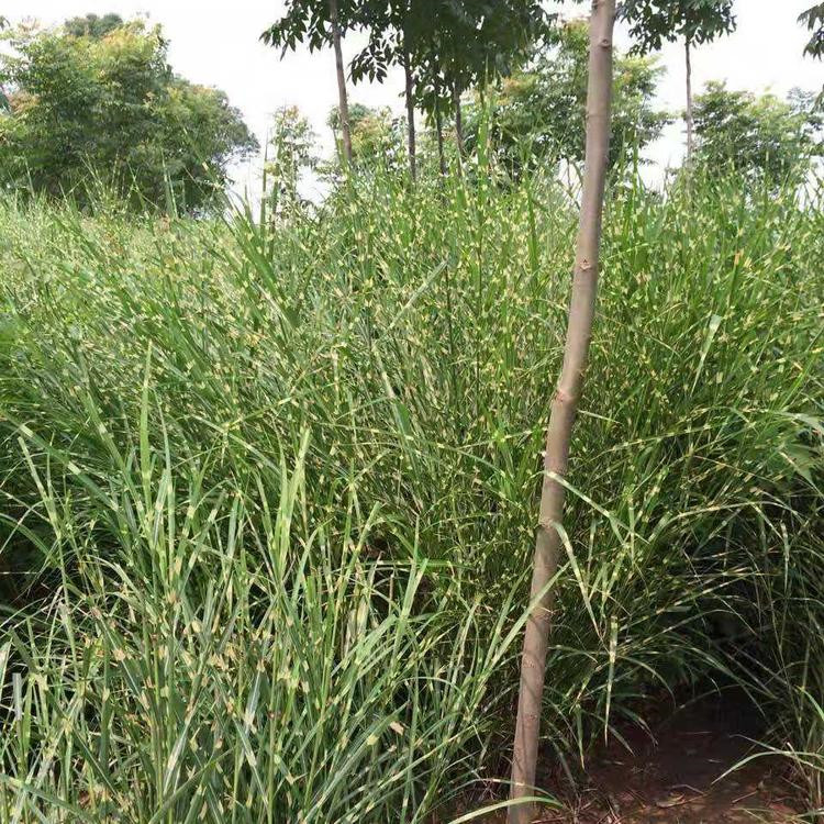 绿化工程用苗  绿化苗斑叶芒  分生能力好