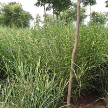 绿化工程用苗  绿化苗斑叶芒  分生能力好