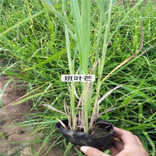 绿化工程用苗  观赏草斑叶芒  形态奇特