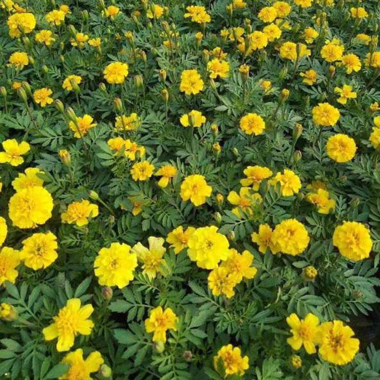 宸涵  南非万寿菊花卉批发  花形舒展美观