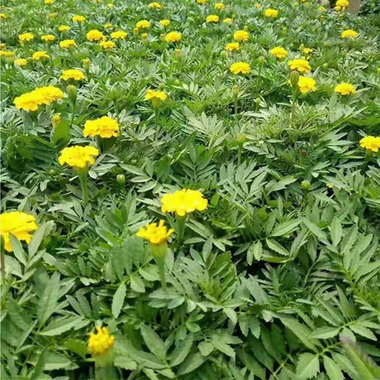 宸涵  万寿菊种植基地  性喜阳光温暖