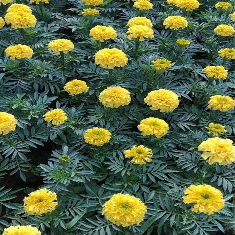 宸涵  万寿菊花苗  适应性好