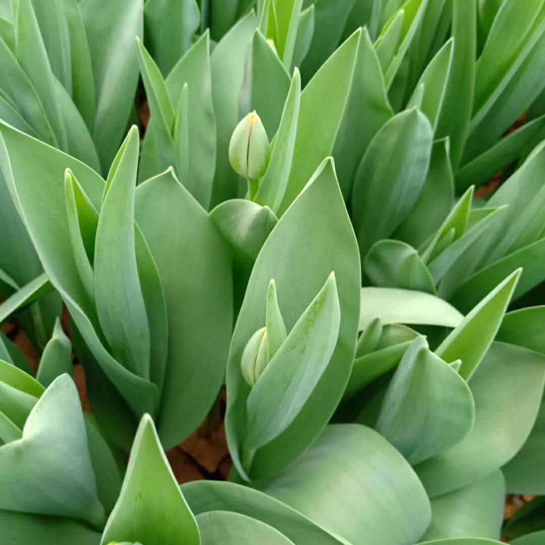 宸涵  郁金香种植基地  花单朵顶生
