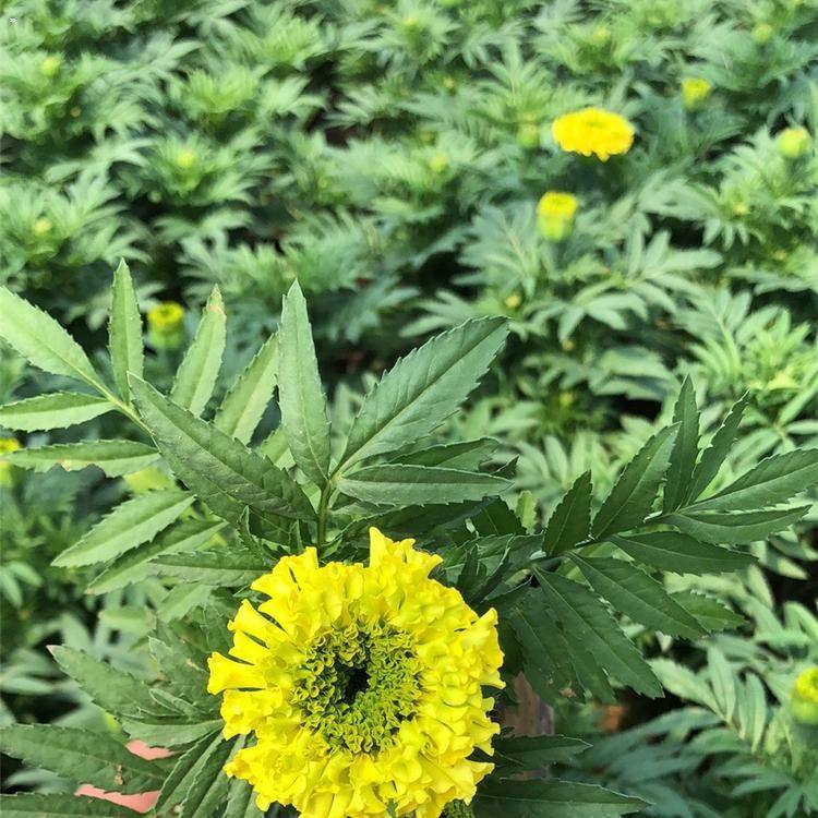 宸涵  万寿菊批发  耐寒能力强
