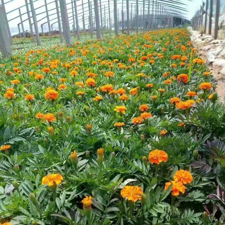 宸涵  观赏盆栽万寿菊  耐寒能力强