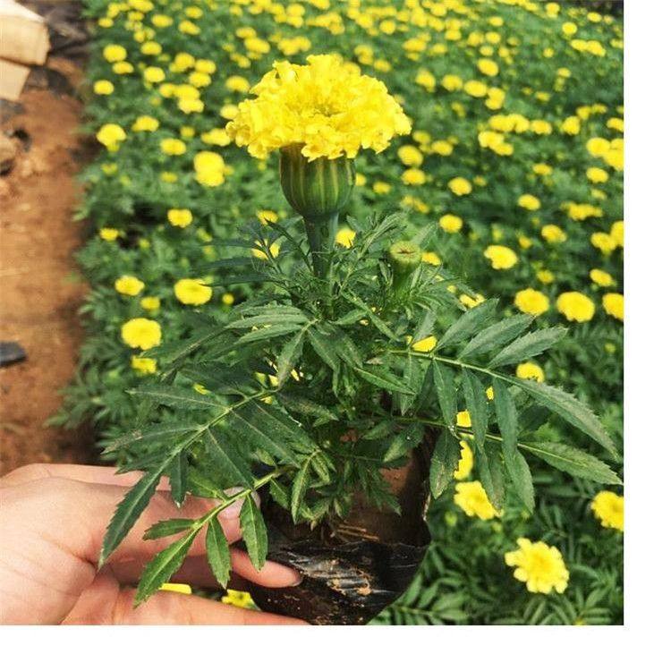 宸涵  观赏花卉万寿菊价格  性喜阳光温暖