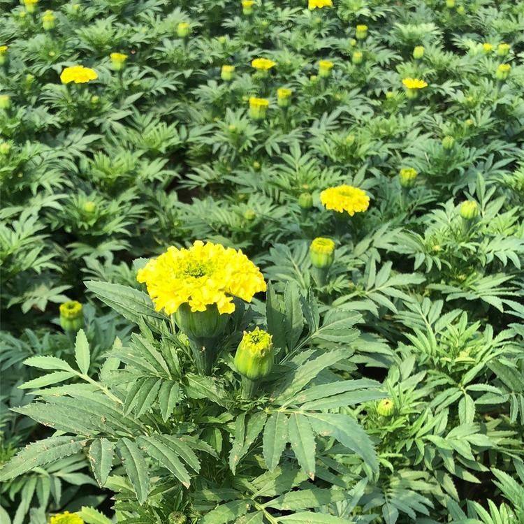 宸涵  万寿菊基地  花色清秀