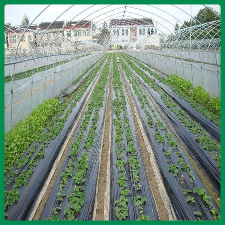 农业地面覆盖用黑白膜 批发黑白膜价格 质量优良