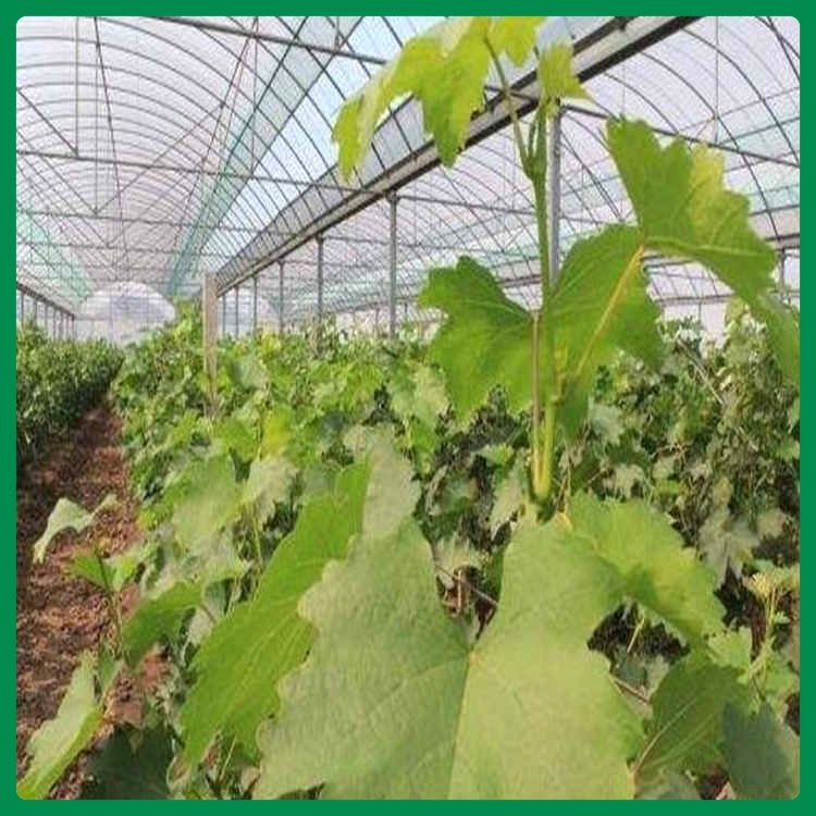大棚薄膜批发商 凯利丰大棚薄膜 使用时间长