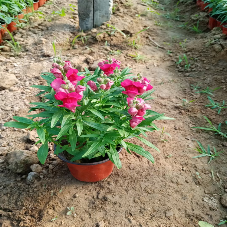多年生草本金鱼草 金鱼草批发 颜色多好种植 江瑞花卉