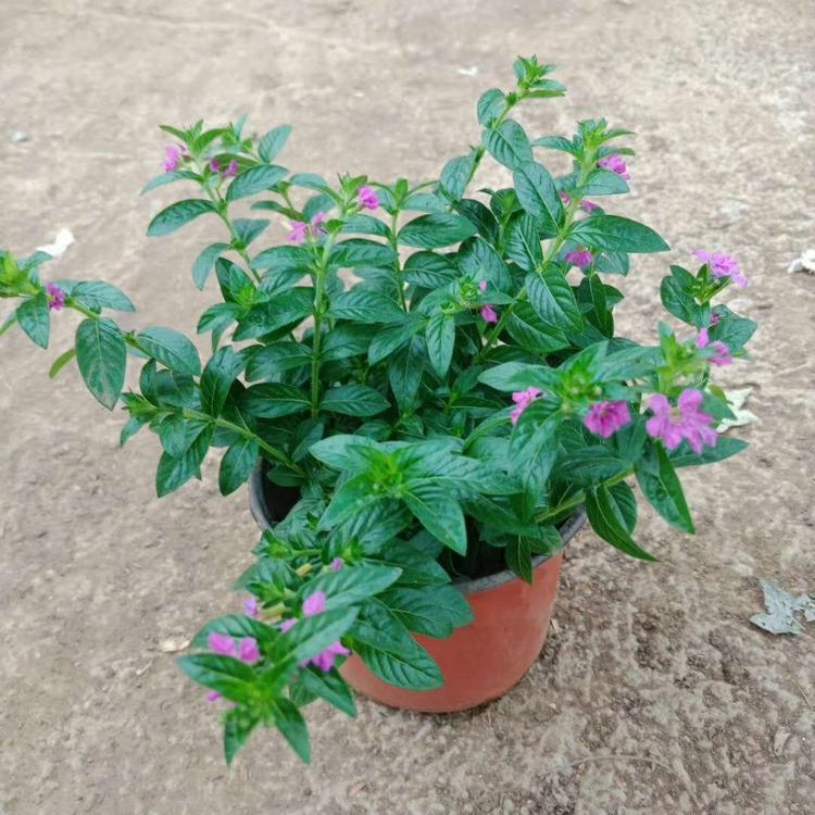 满天星花批发