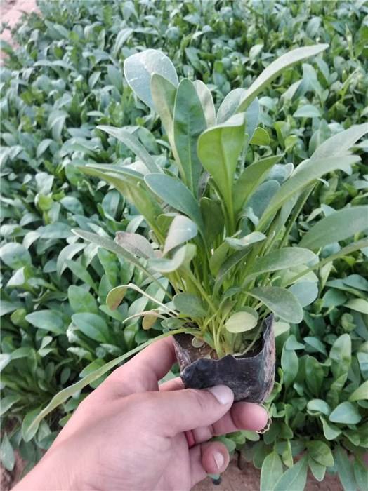 金鸡菊小苗 绿化用金鸡菊 金鸡菊花海