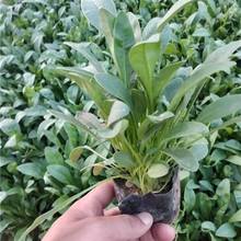 金鸡菊小苗 绿化用金鸡菊 金鸡菊花海