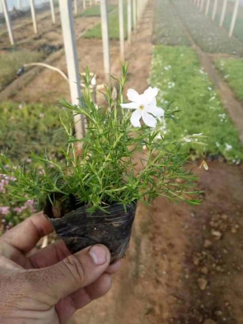 丛生福禄考小苗 芝樱价格