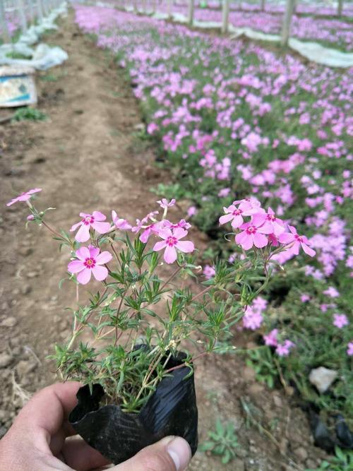 丛生福禄考