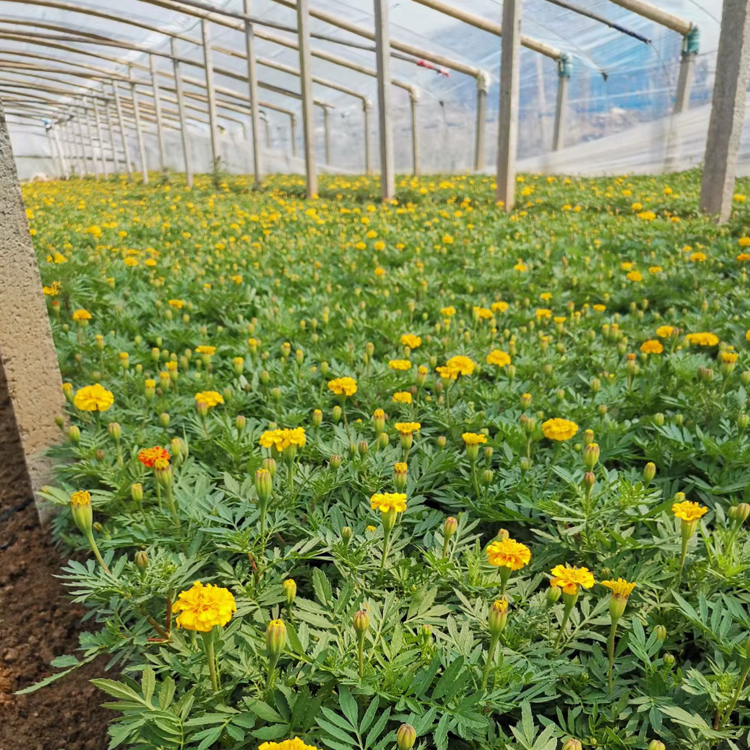 江瑞花卉孔雀草苗 观赏价值高 孔雀草行情