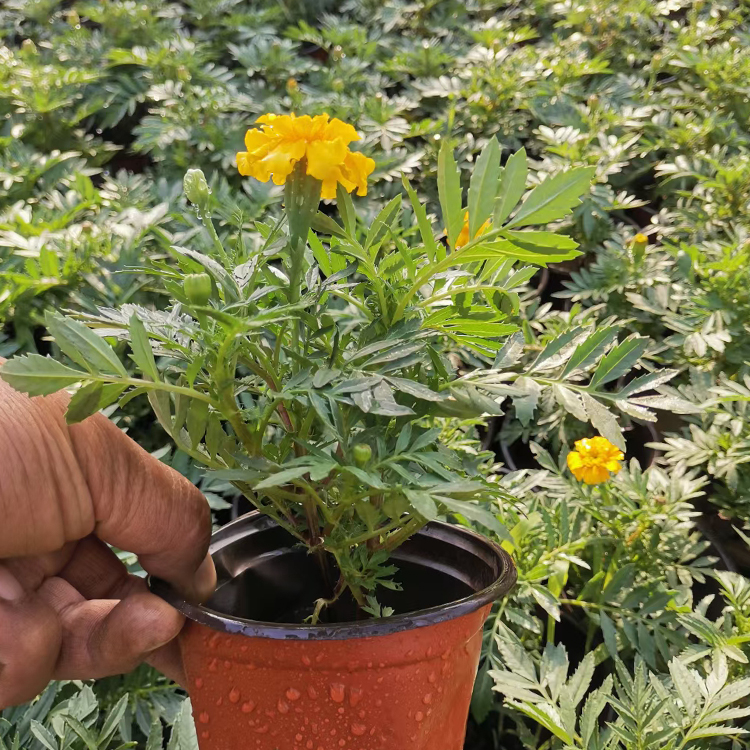 江瑞种植基地橙色孔雀草批发 橙色孔雀草质优价廉