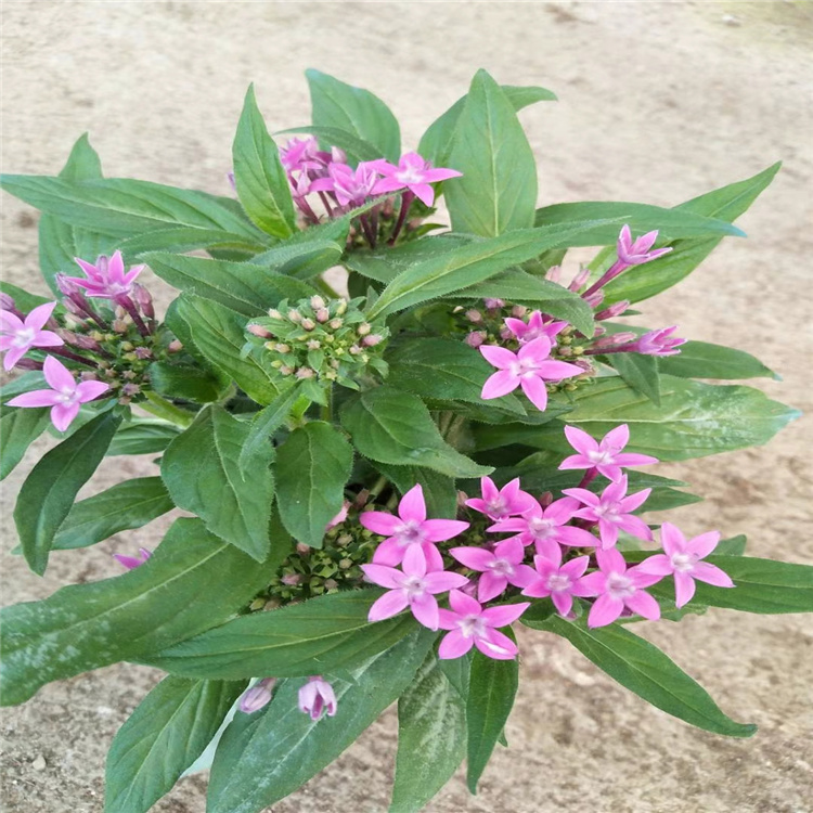 绿化花卉繁星花基地 多颜色五星花批发 江瑞花卉