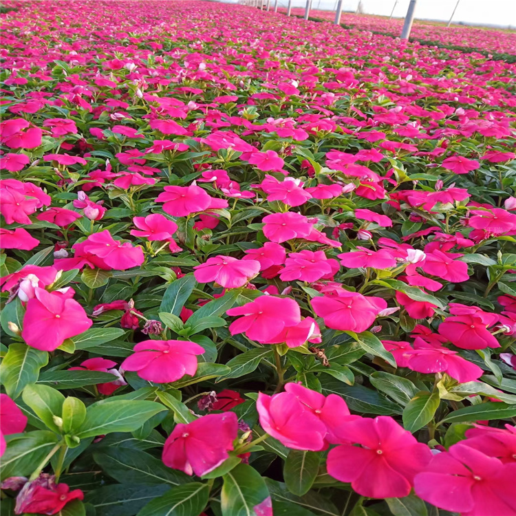 南京长春花出售 适合庭院阳台种植的天天开批发