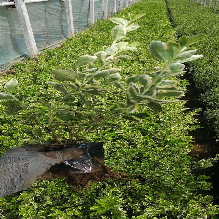 冬红卫矛绿化用苗 现货供应冬红卫矛小苗 质优价廉