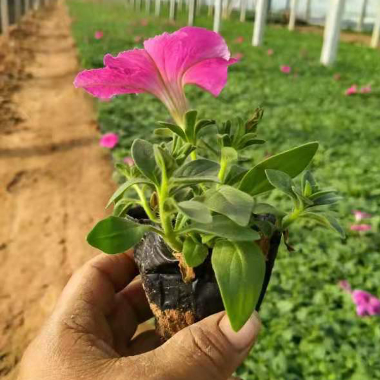 矮牵牛 江瑞种植基地矮牵牛价格 大量供应