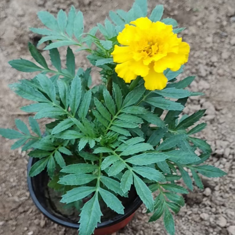 孔雀草小苗时令草花批发 适应性较强 观赏价值高
