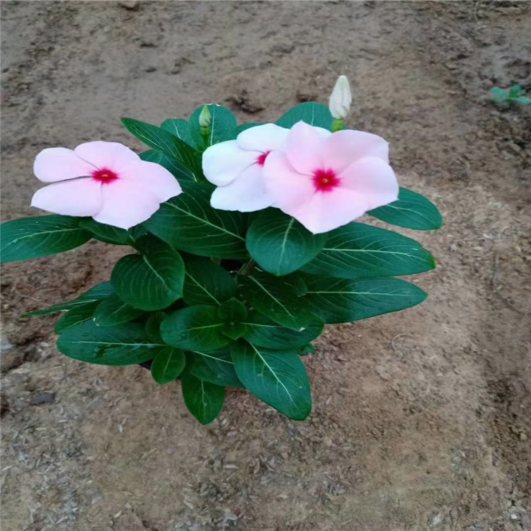 棚内种植天天开出售 河南多色长春花供应 质优价廉