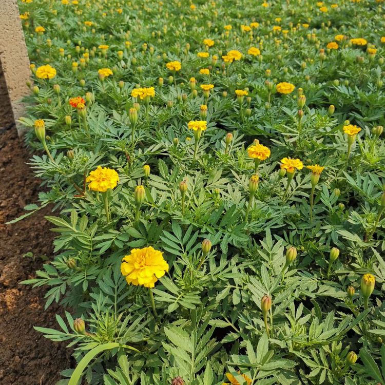 江瑞种植基地孔雀草批发 孔雀草一年生草本植物