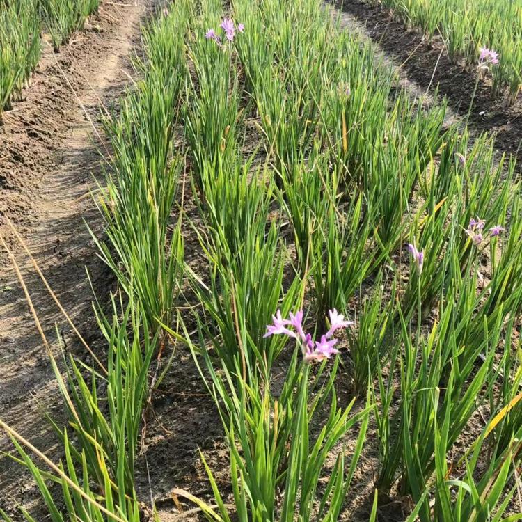 紫娇花价格 合一紫娇花自产 基地 直供