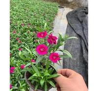 五彩石竹价格 合一五彩石竹自产 基地 直供