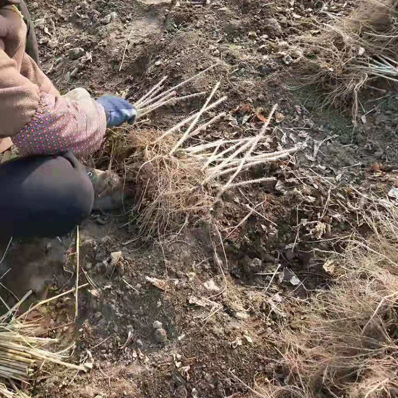 刺五加苗批发  短梗刺五加苗 刘家苗圃基地直销 苗圃供应 东北现挖药材