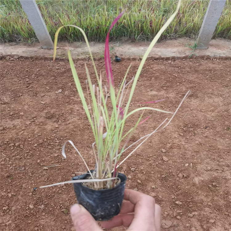 日本血草批发价格 江瑞观赏草